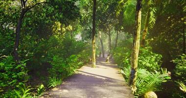 CGI Exploring a serene wooden pathway in a lush forest during daytime video