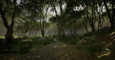 CGI Lush forest path illuminated by soft sunlight creating a serene atmosphere video