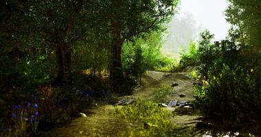 CGI Sunlight filters through trees along a winding forest path in early morning video