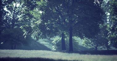 CGI Lush green landscape showcasing tall trees in a tranquil park setting video