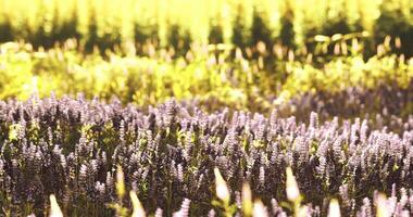 CGI Lavender fields in bloom under warm sunlight during summer afternoon hours video