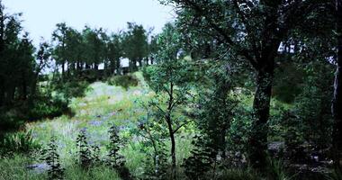 CGI A serene forest clearing showcases a variety of trees and colorful wildflowers video