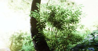 CGI Lush green foliage illuminated by gentle sunlight in a serene forest setting video
