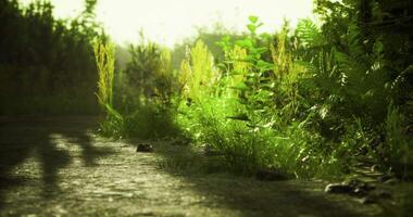 CGI Lush greenery along a quiet pathway surrounded by tall grass and sunlight video