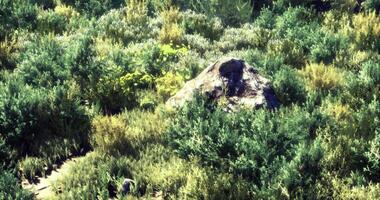 CGI Vibrant green landscape with a large rock surrounded by foliage in daylight video