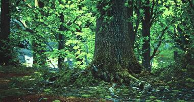 CGI Tall tree with textured bark surrounded by green foliage in a forest setting video
