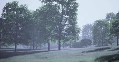 CGI Peaceful morning in a misty forest with lush green trees and fog video