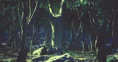 CGI Mysterious forest at dusk with ancient trees and rocky ground video