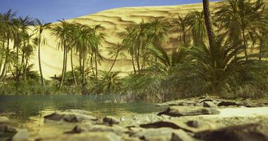 CGI Desert oasis with palm trees and shimmering water under sunny sky video