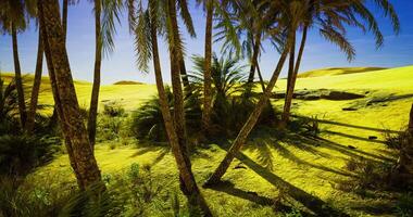 CGI Lush palm trees sway gently in the breeze on a sunlit day video