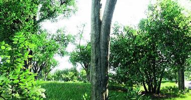 CGI Green forest area with lush trees and vibrant foliage on a sunny day video