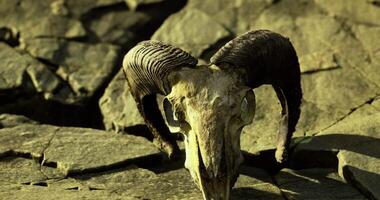 CGI Skull of a ram resting on rocky terrain during golden hour light video
