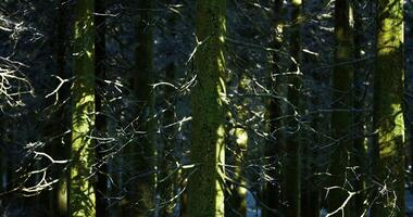 CGI Sunlight filters through dense forest showcasing moss covered trees video