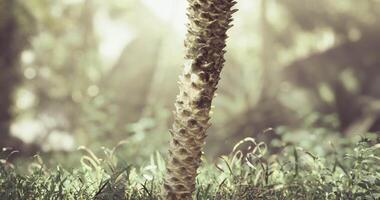 CGI Unique plant stem rising through lush grass in a serene natural setting video