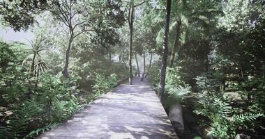 CGI Serene forest pathway surrounded by lush greenery in natural setting video