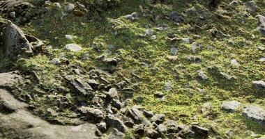 CGI Close up view of rocky terrain with moss and greenery in a natural setting video