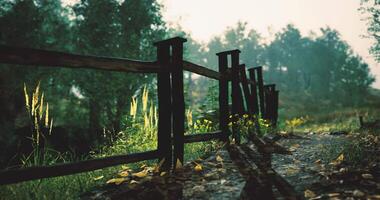 CGI Wooden fence accompanies winding path in serene forest setting during daytime video