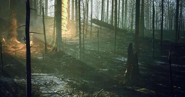 CGI Forest illuminated by sunlight breaking through burned tree trunks at dawn video