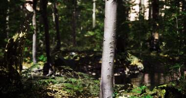 CGI Forest landscape with a tall tree near a small stream in an afternoon setting video