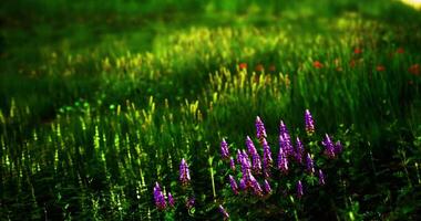 CGI Colorful wildflowers bloom in a vibrant green meadow under bright sunlight video