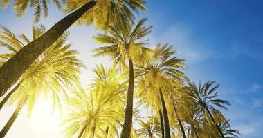 CGI Sunlight filtering through palm trees in a tropical setting video
