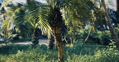 CGI Lush greenery featuring a palm tree in a tropical garden during daytime video