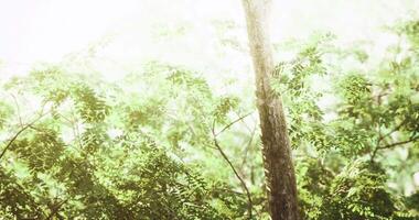 CGI Green leaves shimmer under bright sunlight in a lush forest setting video