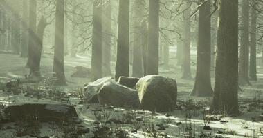 CGI Tranquil winter forest with sun filtering through snowy trees video