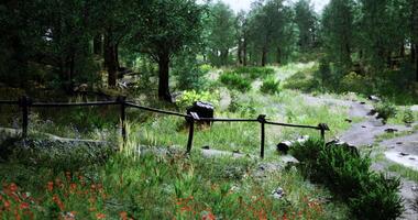 CGI Pathway through a lush forest with greenery and wildflowers in daylight video