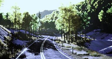 CGI Winding road through lush trees in bright daylight, surrounded by nature video