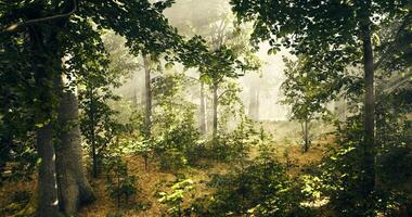 CGI Foggy forest with sunlight filtering through trees during morning hours video