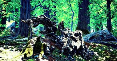 CGI Vibrant forest with ancient tree stump and lush green foliage during daylight video