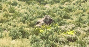 CGI Lush green meadow with stone in bright sunlight during midday video