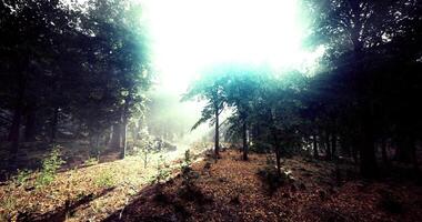 CGI Mist envelops tranquil forest with sun rays shining through trees video