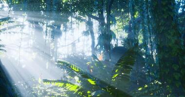 CGI Sunlight filtering through lush jungle foliage creates a magical atmosphere video