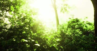 cgi luz solar iluminador exuberante vegetação dentro uma vibrante floresta durante manhã horas video