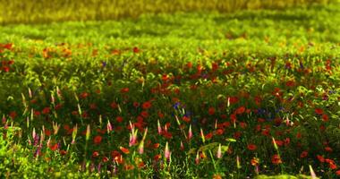CGI Vibrant wildflower field filled with poppies and other colorful blooms video