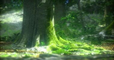 CGI Light filtering through leaves illuminating tree roots in a lush forest video