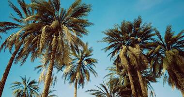 CGI Cluster of palm trees under a clear blue sky on a sunny day video