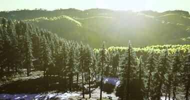 CGI Sunlight filters through lush green forest in a serene mountainous landscape video