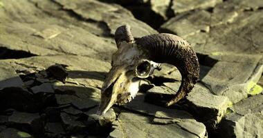 CGI Ram skull rests on rugged dark rocks in a desolate landscape near a coast video