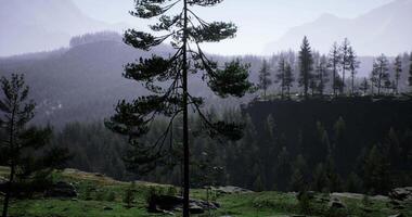 CGI Lush green forest landscape with distant mountains and misty atmosphere video