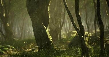 CGI Sunlight filters through dense forest showcasing trees and rocky terrain video