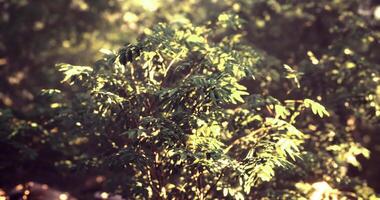CGI Lush greenery illuminated by sunlight filters through tree leaves in nature video