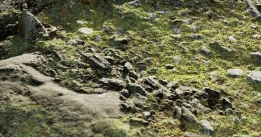 CGI Rocky surface covered in green moss in a natural outdoor environment video