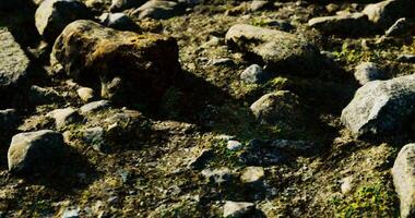 CGI Rocky terrain with moss and natural elements in a serene outdoor setting video