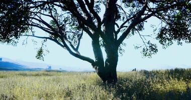 CGI Serene tree stands in a sunlit field surrounded by gentle hills video