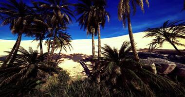 CGI Palm trees sway gently under a bright blue sky in a vast desert landscape video