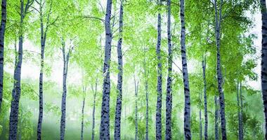 CGI Lush green forest with tall birch trees in serene daylight setting video