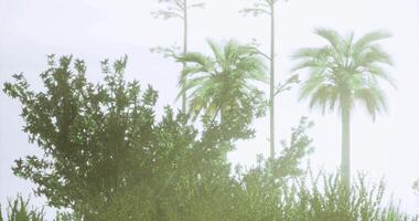 CGI Lush greenery hidden in soft fog with palm trees in the background video